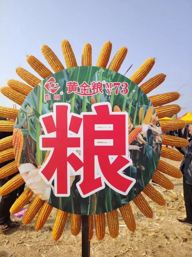 黄金粮my73玉米种子中高密度米色金黄抗病性好