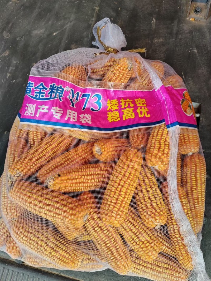 黄金粮my73玉米种子中高密度米色金黄抗病性好