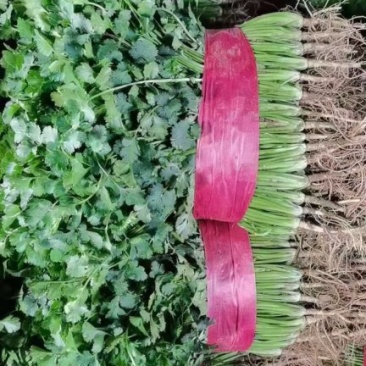 铁杆青香菜，大量上市中供应各大仓储，市场，商超，电商平台