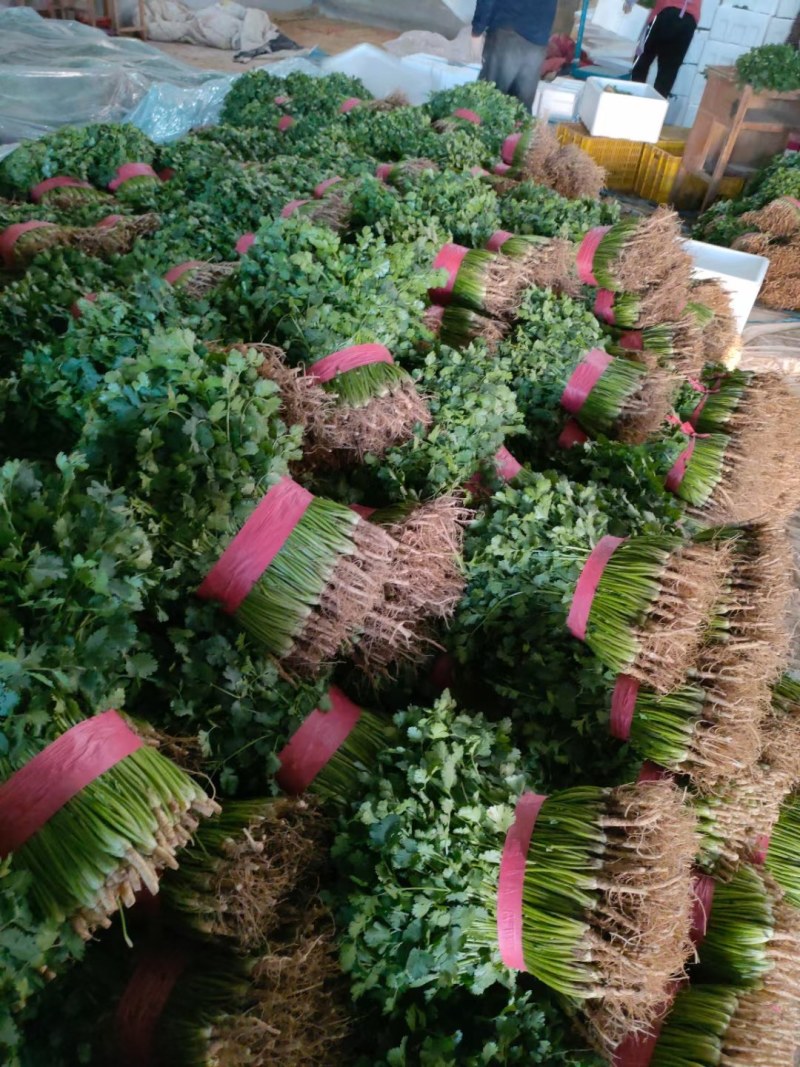 铁杆青香菜，大量上市中供应各大仓储，市场，商超，电商平台