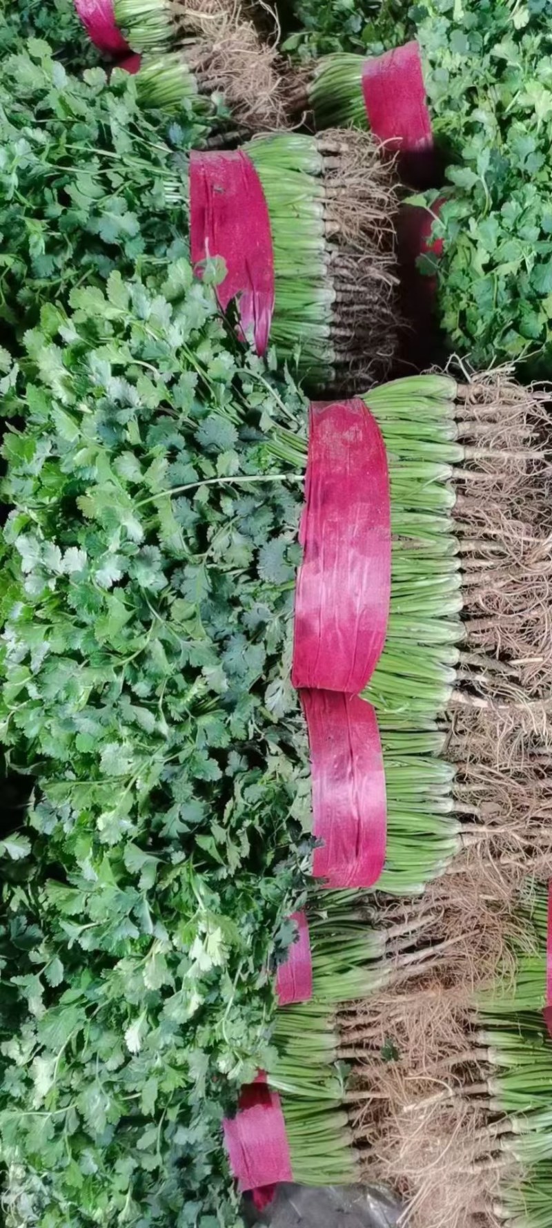 铁杆青香菜，大量上市中供应各大仓储，市场，商超，电商平台