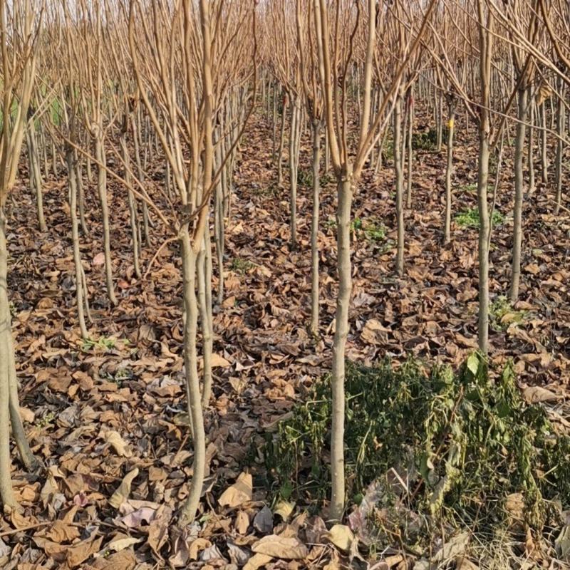 柿子树苗，工地占地建果园各种规格的大量有货，品种齐全