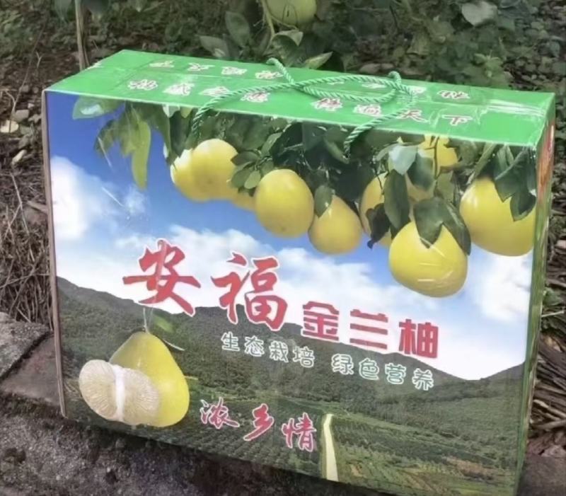 井冈蜜柚金兰柚批发农产品果园现采现摘白心柚子