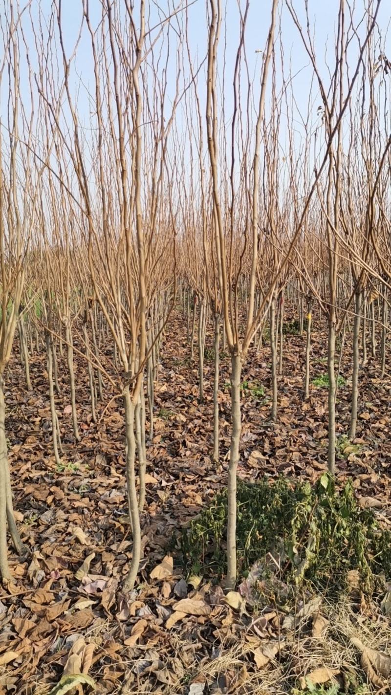 柿子树苗，工地占地建果园各种规格的大量有货，品种齐全