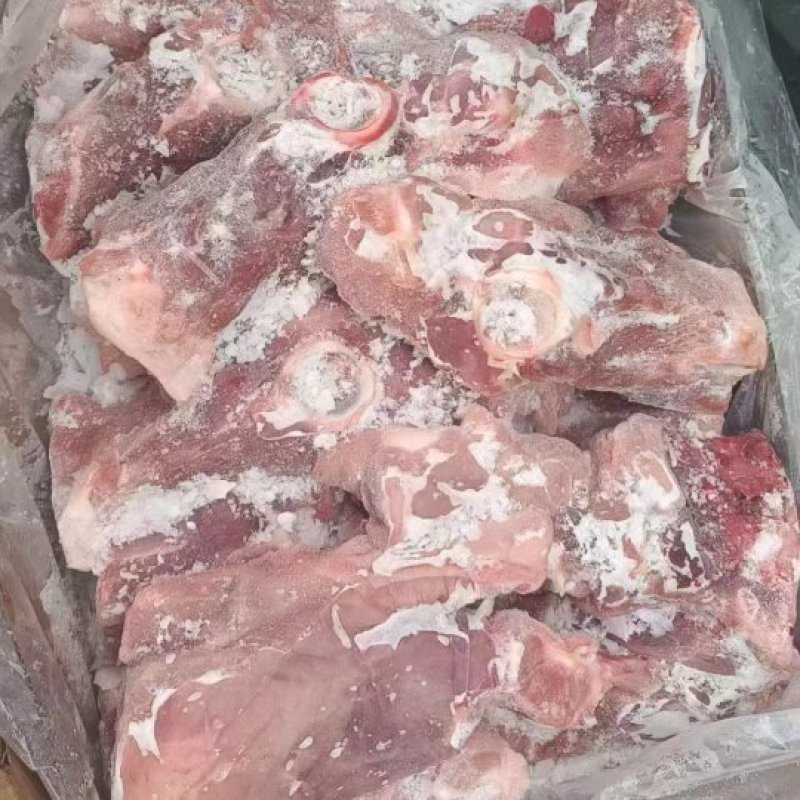 尾叉骨
