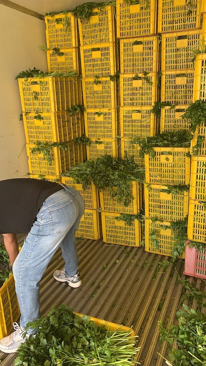 大量供应欧芹意大利芹平叶欧芹新鲜脱水冷冻