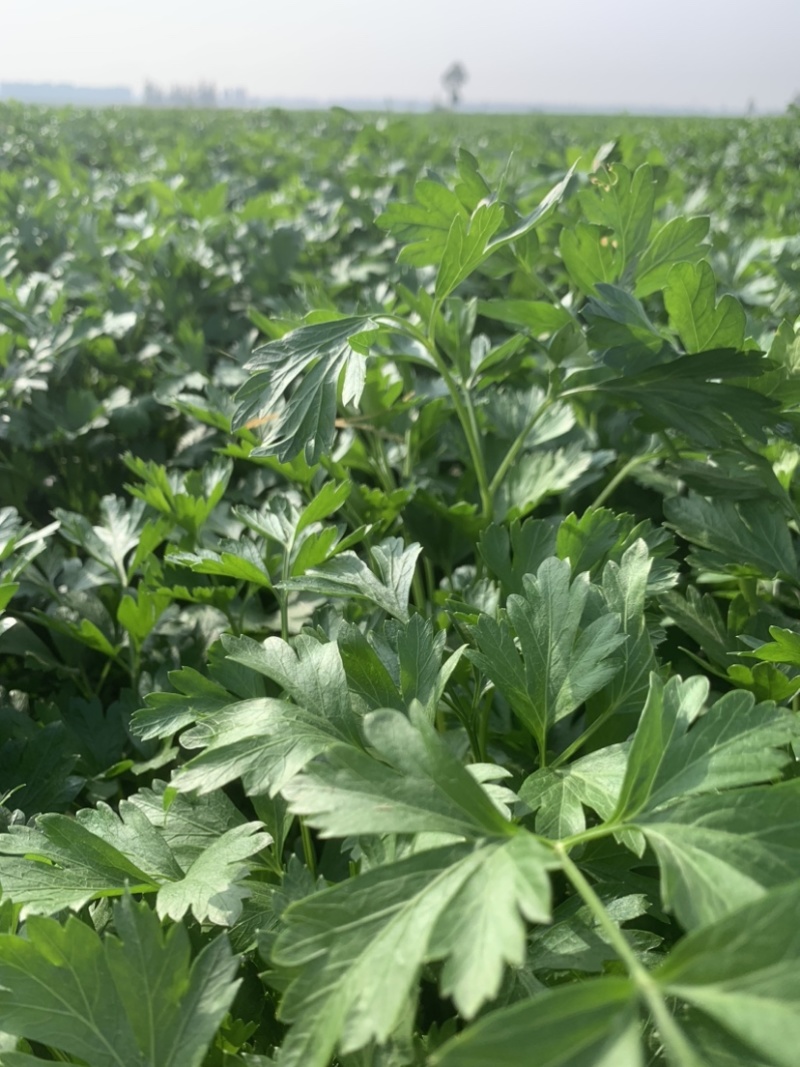 大量供应欧芹意大利芹平叶欧芹新鲜脱水冷冻