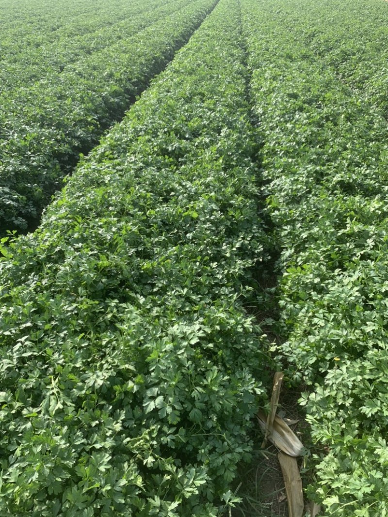 大量供应欧芹意大利芹平叶欧芹新鲜脱水冷冻