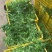 大量供应欧芹意大利芹平叶欧芹新鲜脱水冷冻