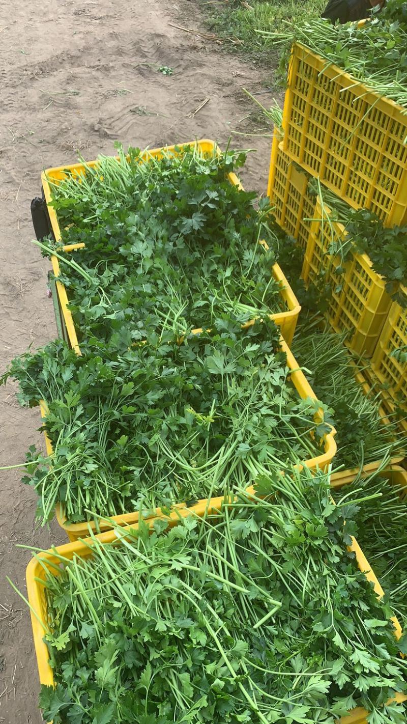 大量供应欧芹意大利芹平叶欧芹新鲜脱水冷冻