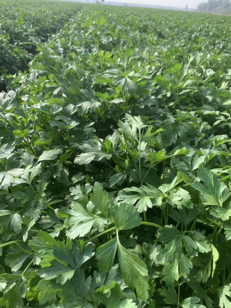 大量供应欧芹意大利芹平叶欧芹新鲜脱水冷冻