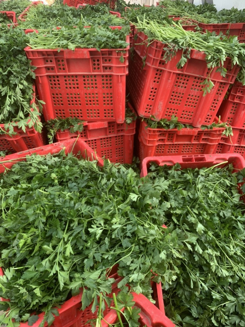 大量供应欧芹意大利芹平叶欧芹新鲜脱水冷冻