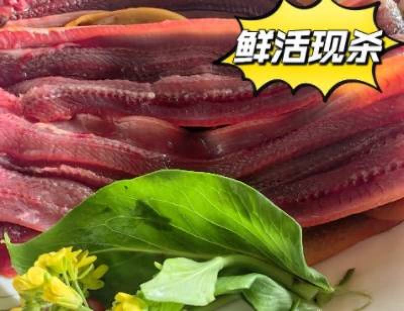 【荐】鳝鱼片水产物美价廉一手货源直发鲜活现杀发货