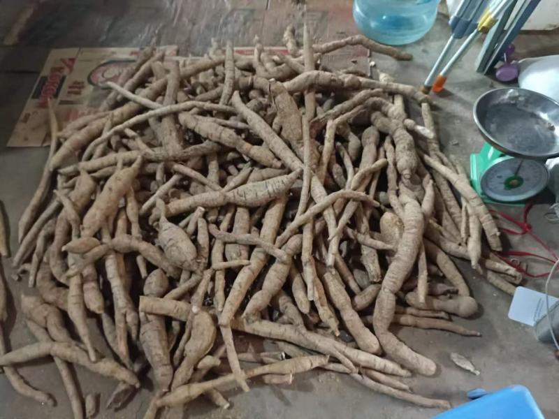 巴马深山老林中药材野生牛大力