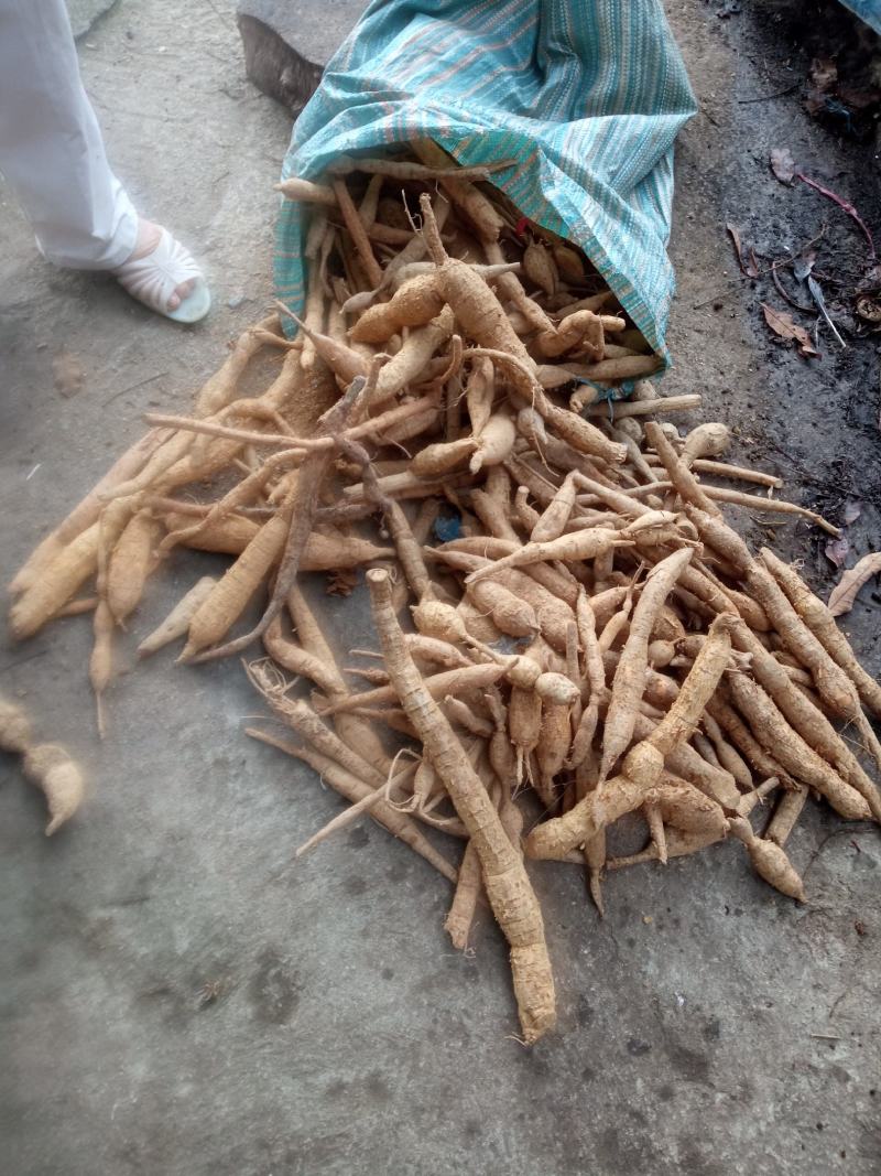 巴马深山老林中药材野生牛大力