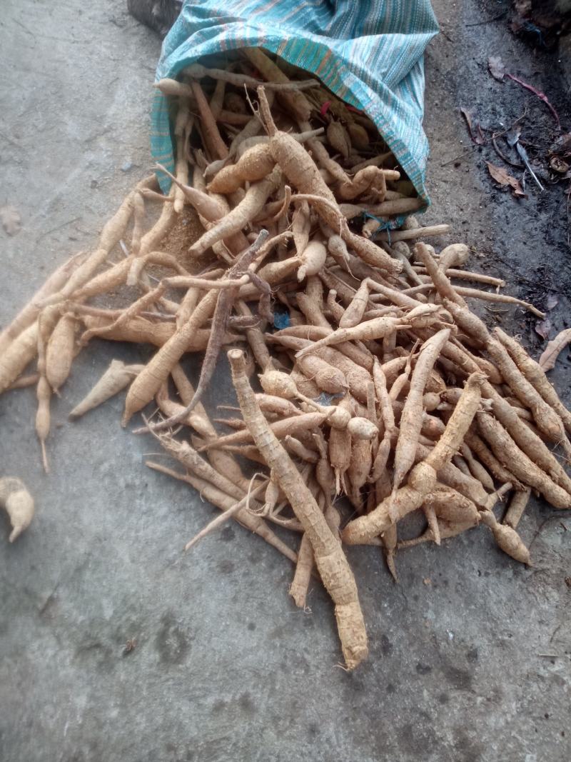 巴马深山老林中药材野生牛大力