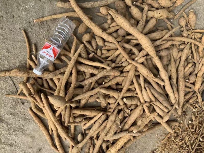 巴马深山老林中药材野生牛大力