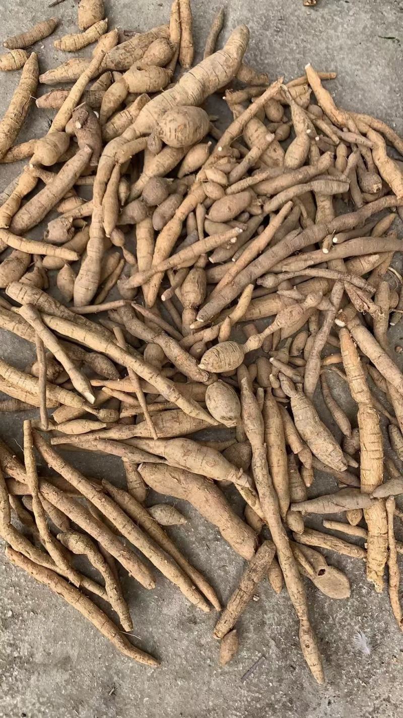 巴马深山老林中药材野生牛大力