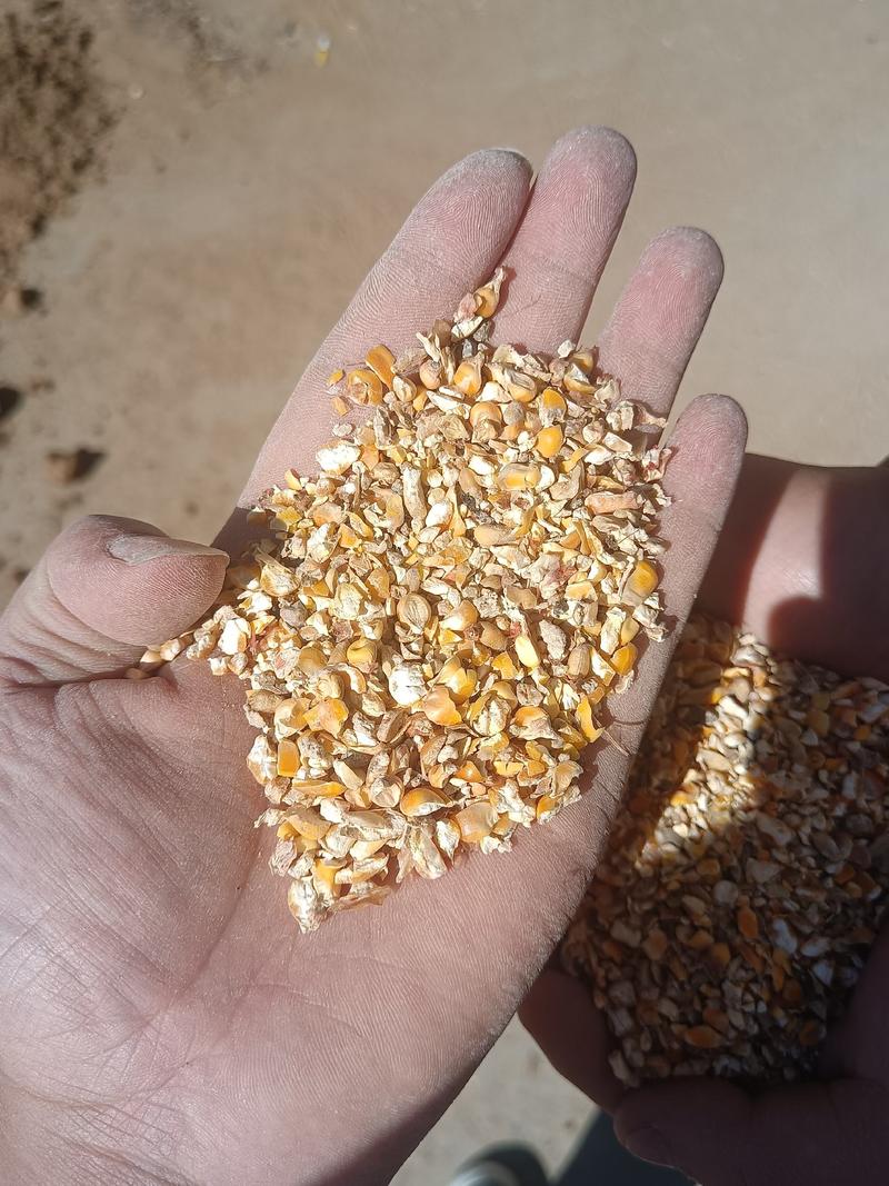 碎玉米净粮下脚料，适合鸡鸭鹅猪牛羊使用，降低养殖成本