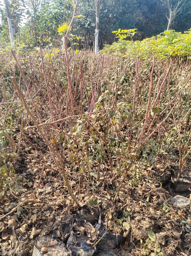 四季玫瑰40~70cm大量供应中，欢迎前来选购