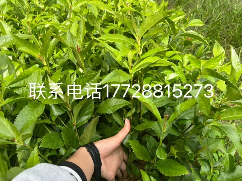 草珊瑚苗，自家苗圃基地无中间商赚差价，欢迎实地查看！