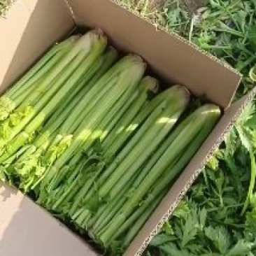 西芹