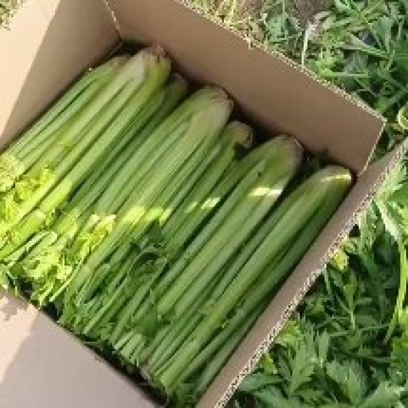 西芹