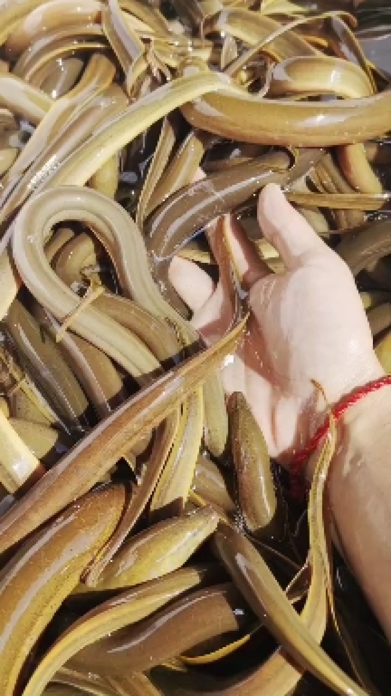 【荐】鳝鱼片水产物美价廉一手货源直发鲜活现杀发货