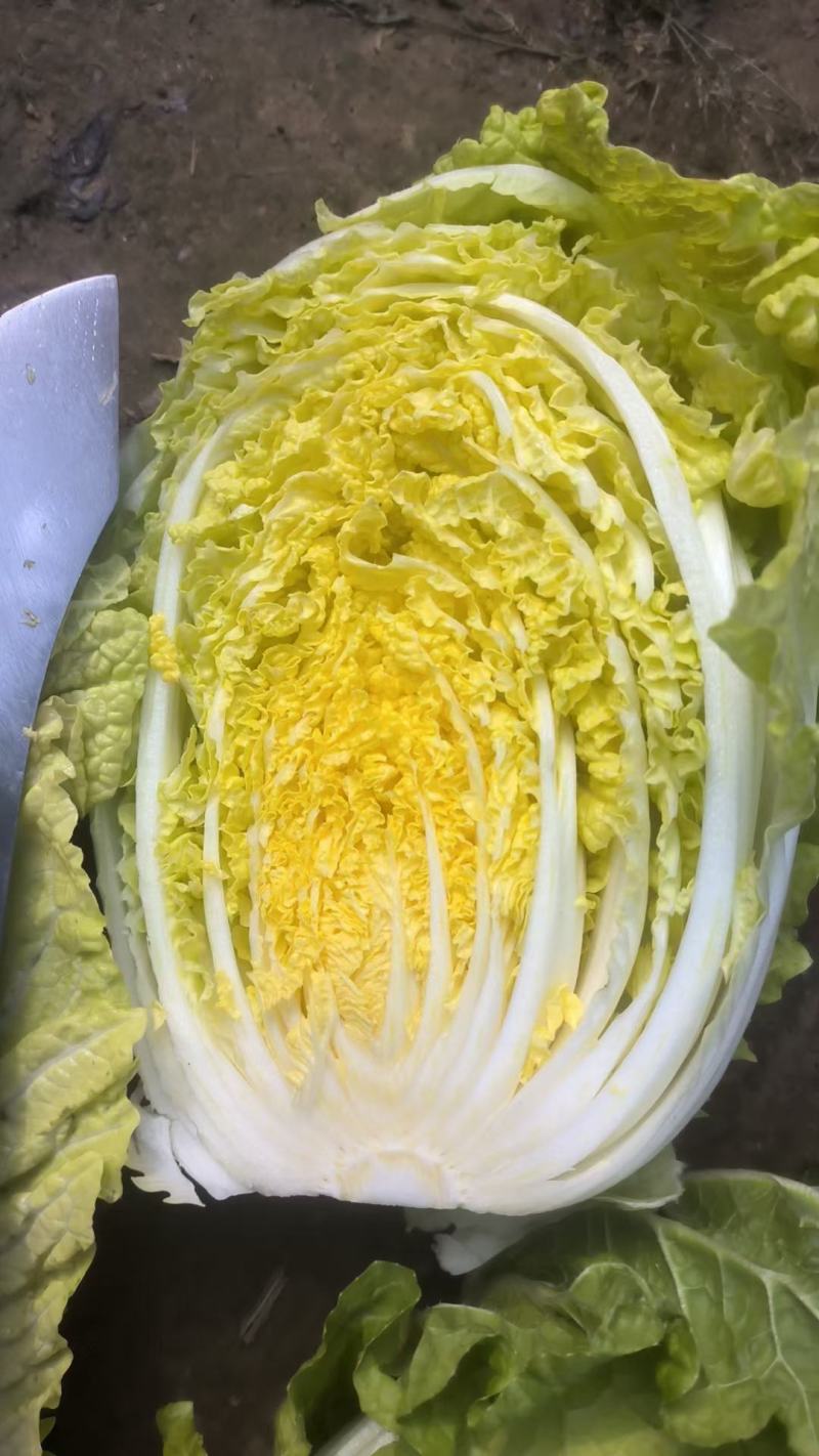娃娃菜