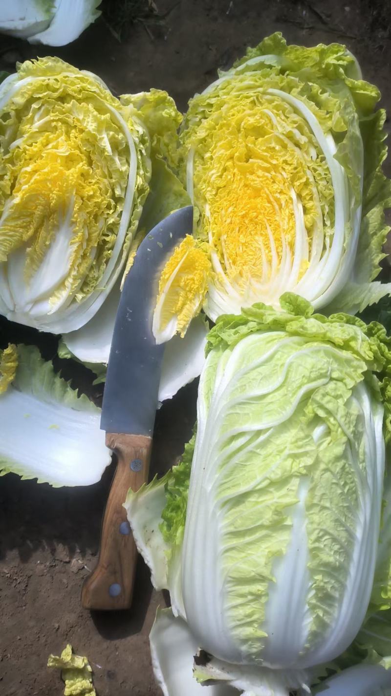 娃娃菜