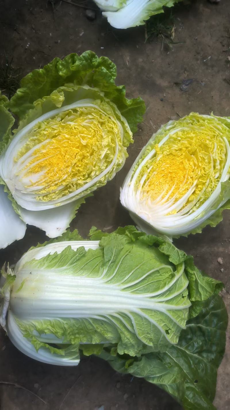娃娃菜