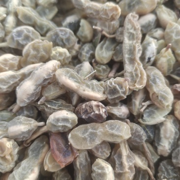 【槐角】甘肃产地直供质量保证货源充足量大优惠欢迎订购