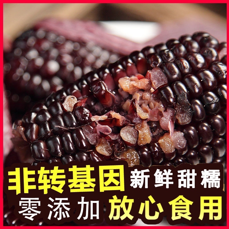 精品黑玉米