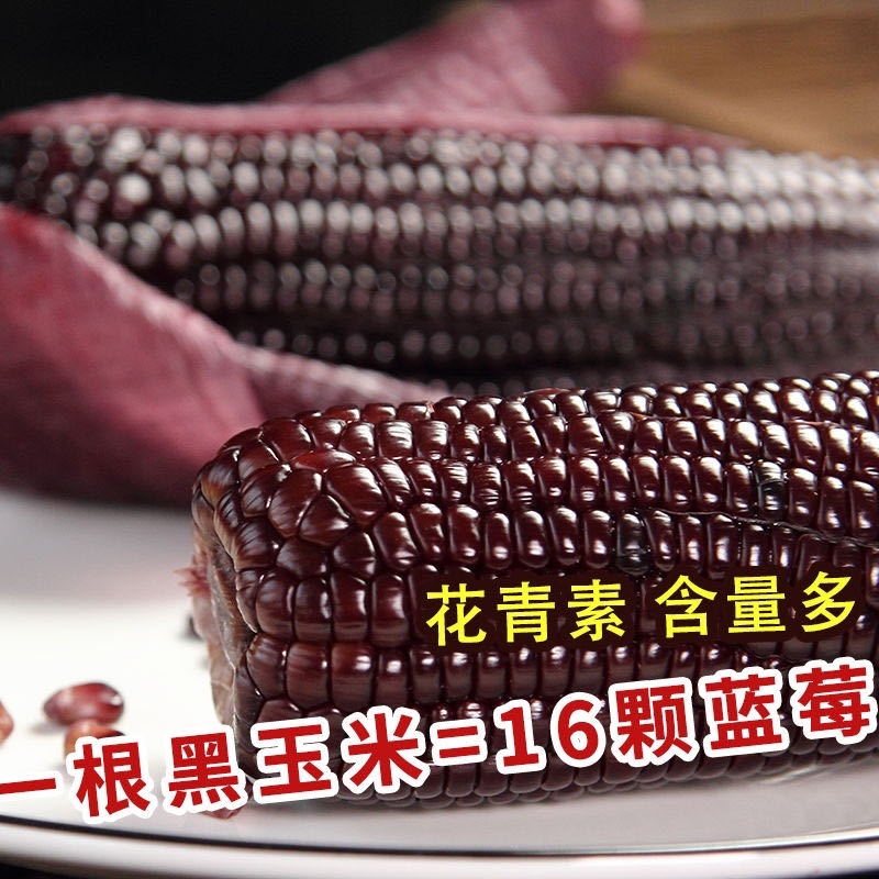 精品黑玉米
