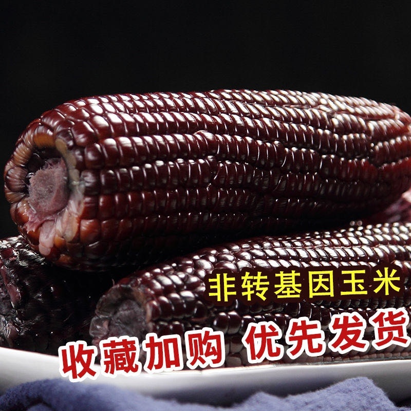 精品黑玉米