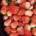 【宁玉草莓】基地现采现发口感棒，果型好供应市场电商商超
