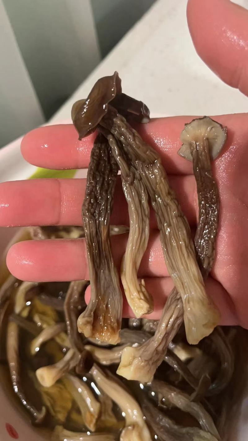鹿茸菇干净均匀营养丰富适合所有人群食用1件10斤常年批发