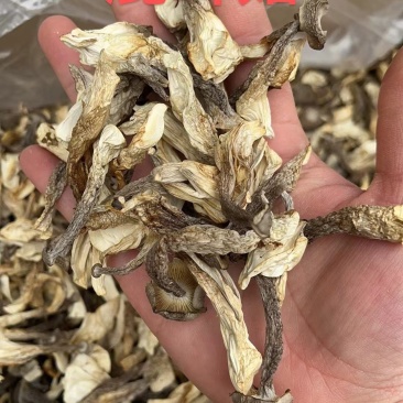 鹿茸菇干净均匀营养丰富适合所有人群食用1件10斤常年批发