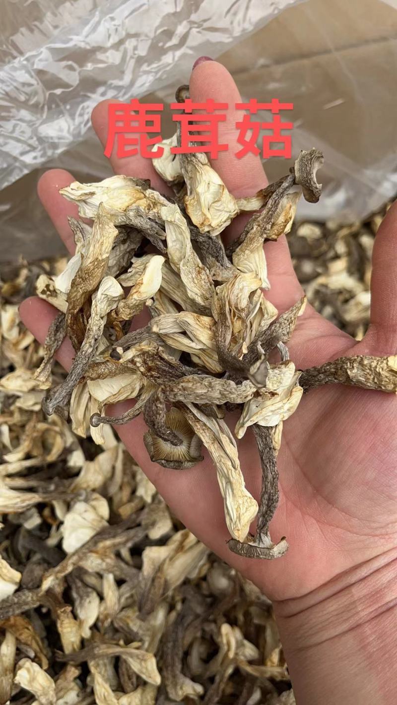 鹿茸菇干净均匀营养丰富适合所有人群食用1件10斤常年批发