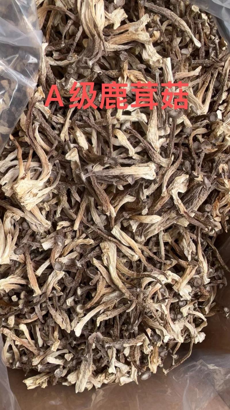鹿茸菇干净均匀营养丰富适合所有人群食用1件10斤常年批发