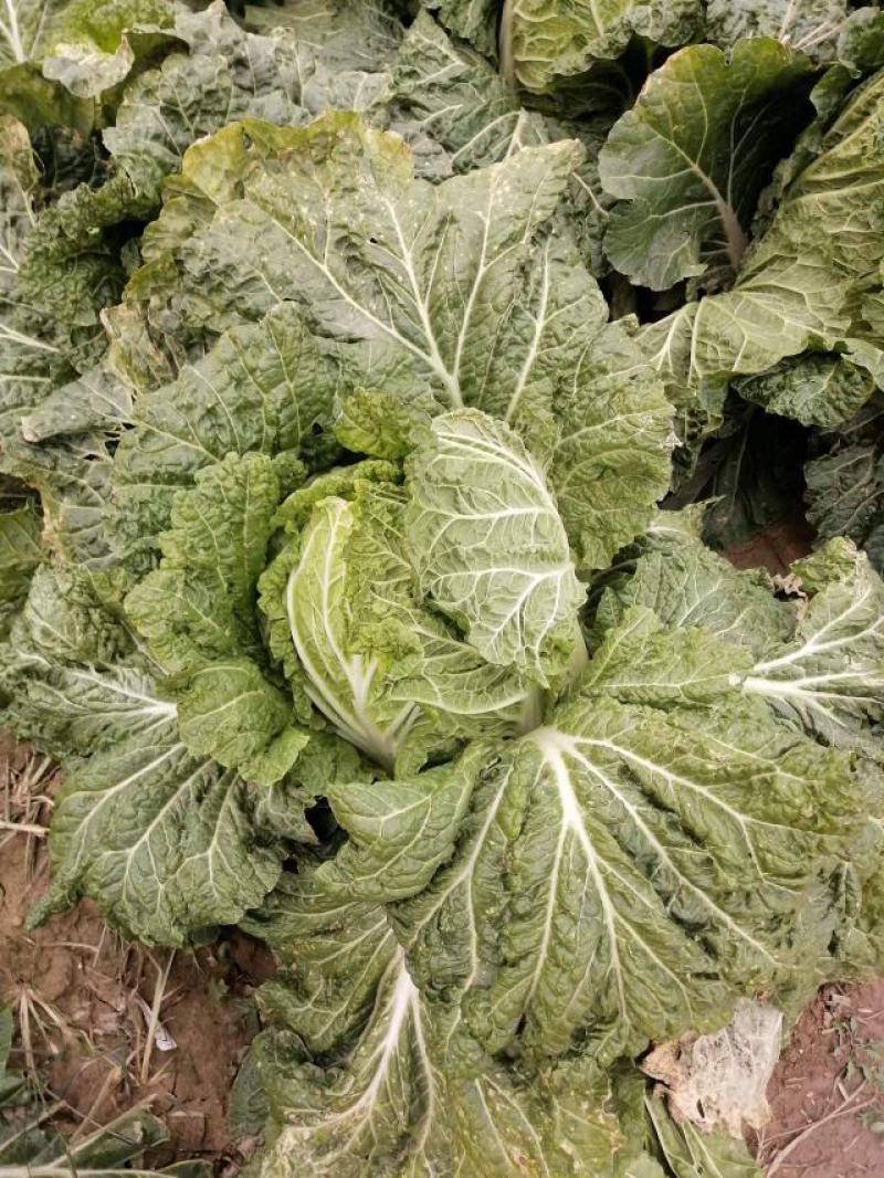白菜大白菜下锅就熟开锅就烂的大白菜
