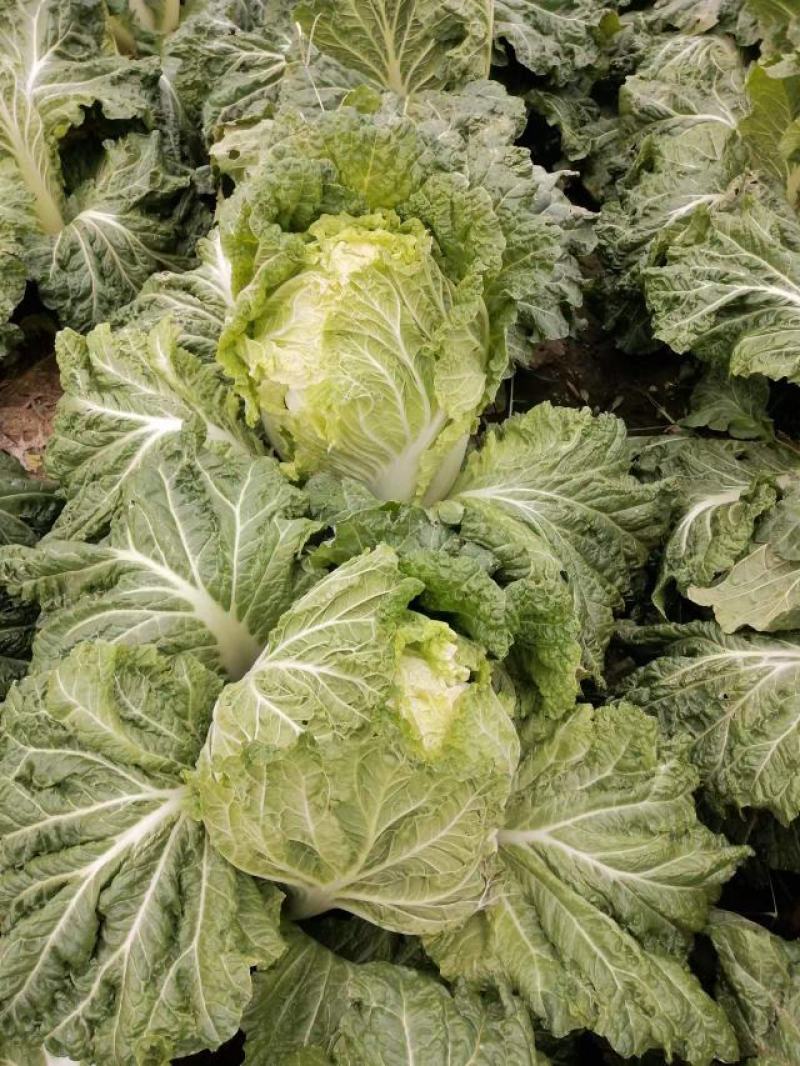 白菜大白菜下锅就熟开锅就烂的大白菜