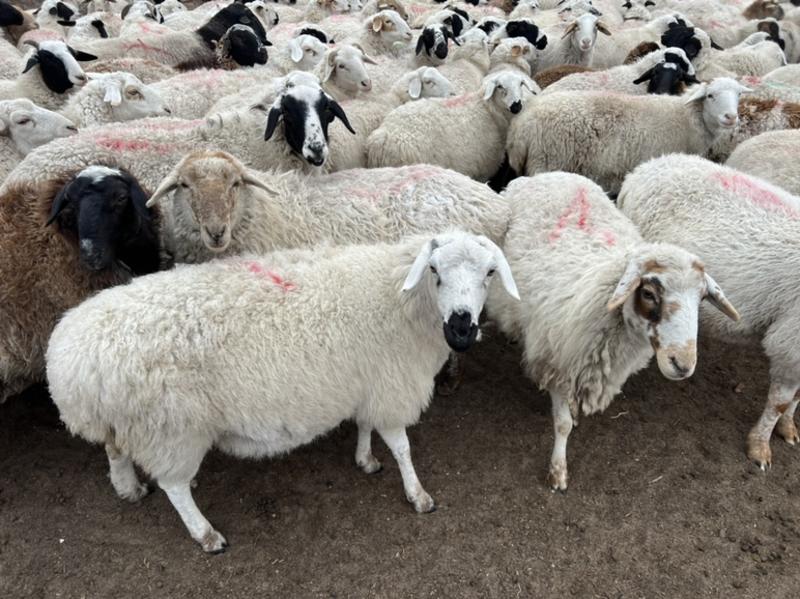 乌珠穆沁天然牧草牛羊肉