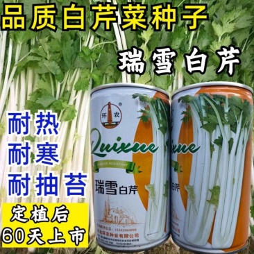白芹菜种子瑞雪白芹纤维少耐热耐寒小香芹四季白芹菜蔬菜种子
