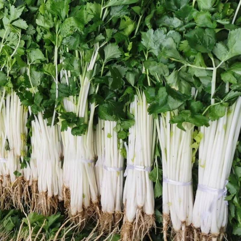 白芹菜种子瑞雪白芹纤维少耐热耐寒小香芹四季白芹菜蔬菜种子