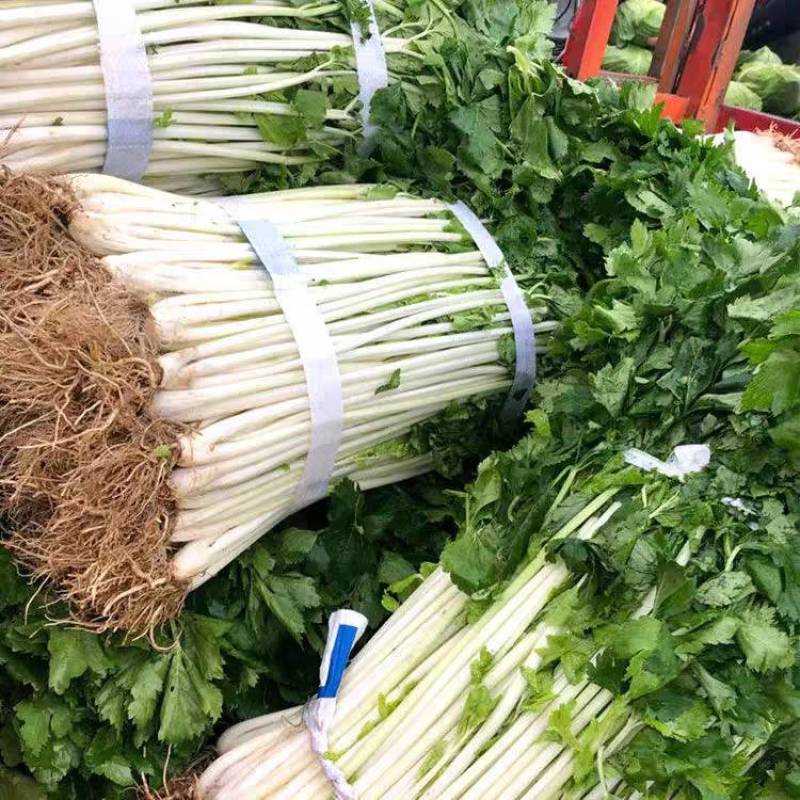 白芹菜种子瑞雪白芹纤维少耐热耐寒小香芹四季白芹菜蔬菜种子
