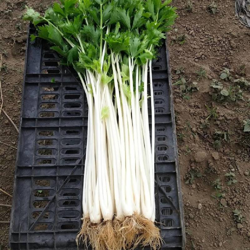 白芹菜种子瑞雪白芹纤维少耐热耐寒小香芹四季白芹菜蔬菜种子
