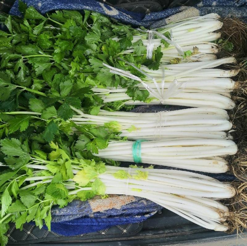 白芹菜种子瑞雪白芹纤维少耐热耐寒小香芹四季白芹菜蔬菜种子