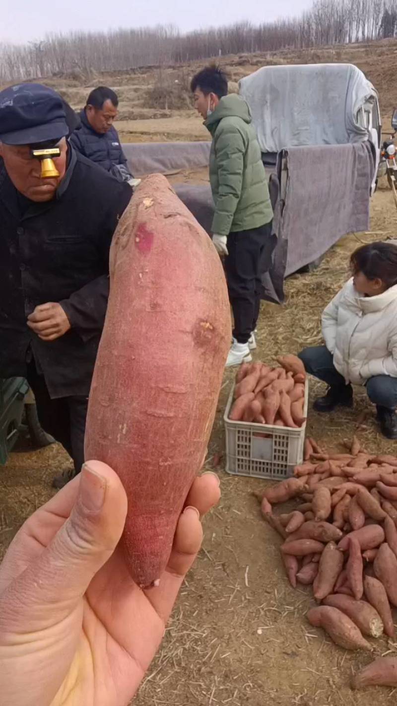 【热卖中】原产地红薯大量供应，保质保量，价格不高，全国发