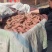 【热卖中】原产地红薯大量供应，保质保量，价格不高，全国发